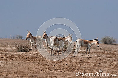 Indian wild ass LRK gujarat Stock Photo